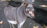 donkey1